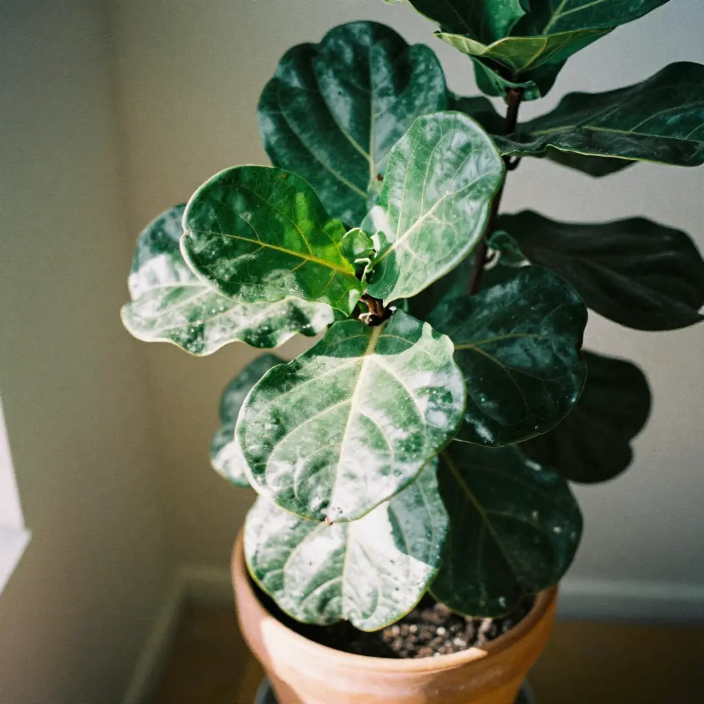 Fiddle leaf fig plant